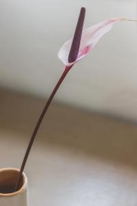 a pink flower sticking out of a cup at Hotel Aquadulci in Chia