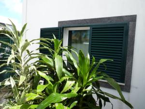 a plant in front of a window with green shutters at AZORES HOLIDAYS HOUSE -B&B - Suites - Self Check-in KEYBOARD in Ponta Delgada +55 photos