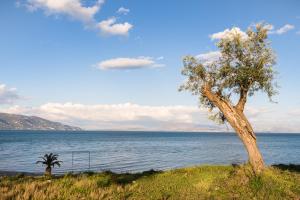 Φωτογραφία από το άλμπουμ του Blue House στη Δαφνίλα