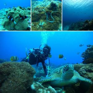 a diver and a turtle in the ocean at 七十腳落背包客棧 in Green Island