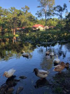 Telegraph Point的住宿－Telegraph Retreat Cottages，一群鸭子在池塘里游泳