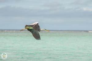 a bird flying over a body of water at Shifa Lodge Maldives in Feridhoo