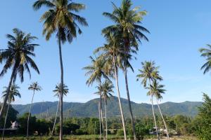 un grupo de palmeras con montañas en el fondo en Amarin Samui Hotel - SHA Plus Certified, en Mae Nam