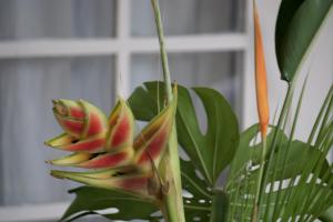 une fermeture d'une plante avec un bouquet de fleurs dans l'établissement Beachcomber Club Resort, à Negril