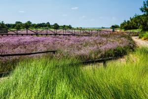 un campo di fiori viola con un ponte sullo sfondo di Villa Tatiana appartamento a Rosolina Mare