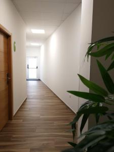 um corredor vazio num escritório com uma planta em Apartamentos Antares 2 em Milladoiro