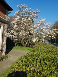 un arbre à fleurs devant une maison avec un trottoir dans l'établissement Gartenblick, à Oldenbourg