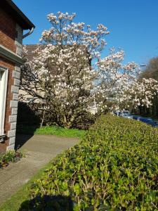 a flowering tree in front of a house with a sidewalk at Gartenblick in Oldenburg