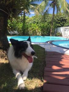 Pet ou pets ficando com hóspedes em Pousada Toca da Praia