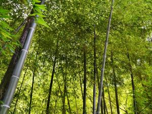 Paisaje cerca de este ryokan
