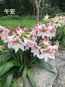 蓬萊生態農場仙山民宿外面的花园
