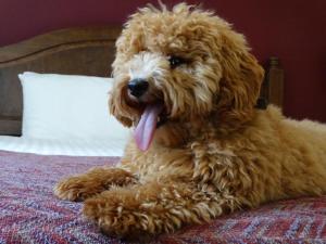 a brown dog laying on a bed with its tongue out at Cantley House Hotel - Wokingham in Wokingham