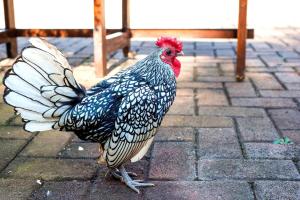 a rooster standing on a brick ground with its wings out at Kleinkaap Boutique Hotel in Centurion
