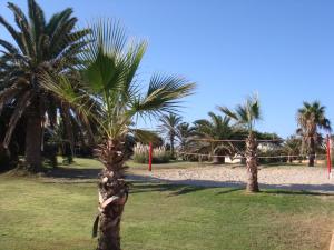 a palm tree in a park with palm trees at Hotel Club Sunway Punta Prima in Es Pujols