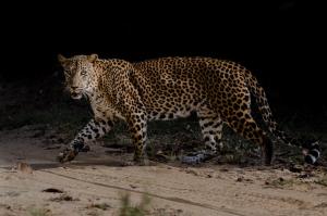 Gallery image of Leopard Trails Yala in Yala