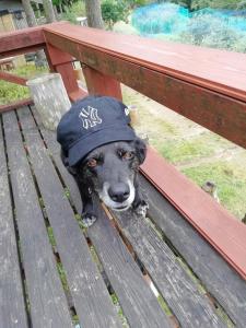 a dog wearing a hat sitting on a bench at みなみ野フィールズ不動坂 in Nachikatsuura