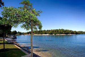 a tree on the shore of a body of water at Hotel Zorna Plava Laguna in Poreč