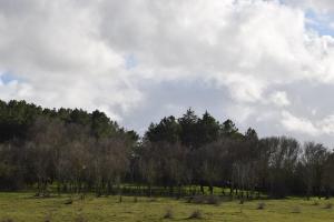 a field with trees and a cloudy sky at Hotel Restaurante Racha in Endrinal