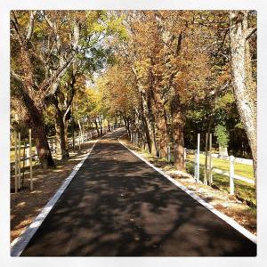 an empty road with trees on both sides at B&B LOKEV Sezana in Lokev