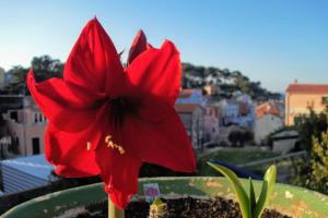 Fotografie z fotogalerie ubytování Amaryllis residence, apartment Diana & Deluxe rooms with shared kitchen v destinaci Veli Lošinj