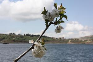a branch with white flowers next to a body of water at Zimer Al-Bayt in Mas'ade