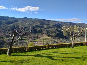 twee bomen in een veld met een berg op de achtergrond bij Quinta da Timpeira in Lamego