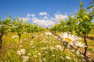 Galeriebild der Unterkunft Valpolicella Homes Recioto Apartment in SantʼAmbrogio di Valpolicella