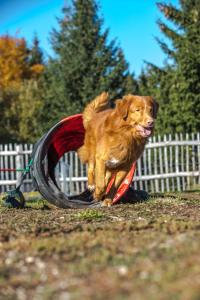 Galeriebild der Unterkunft Hunderesort Waldeck - Urlaub mit Hund - Superior in Philippsreut