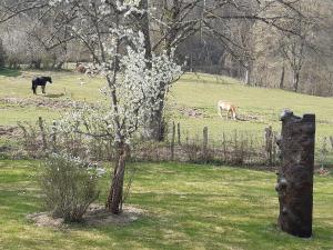 Ein Baum und zwei Pferde weiden auf einem Feld in der Unterkunft Maison Vintage Ardenne in Awenne + 45 Fotos