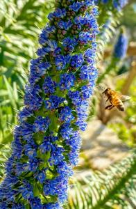 a bee on a bunch of blue flowers at Casa Vacanze Bouganvillea in Cetara