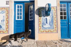 a black and white dog standing in front of a blue door at Pensão Destino in Castelo de Vide
