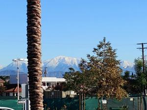 エルモンテにあるホリデイ イン エルモンテ ロサンゼルスの山を背景にしたヤシの木