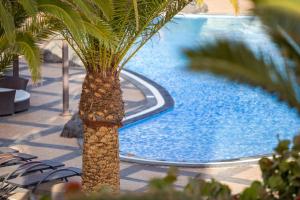 a palm tree in front of a swimming pool at Vitalclass Lanzarote Resort in Costa Teguise