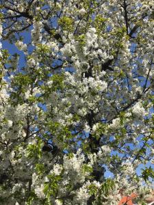 Un árbol lleno de flores blancas en un cielo azul en Hungaria Apartments, en Pécs