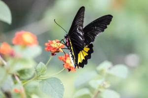 Fotografie z fotogalerie ubytování Kulu Safaris - All Inclusive v destinaci Yala