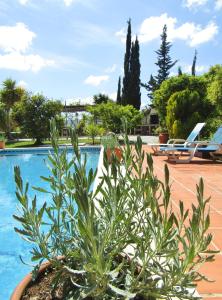 a plant in a pot next to a swimming pool at Escuela La Crujía in Vélez-Málaga