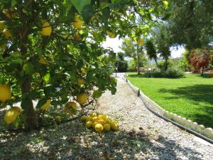 Une bande de citrons sur le sol sous un arbre dans l'établissement Escuela La Crujía, à Vélez-Málaga