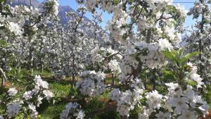 A garden outside GRETL - Residence