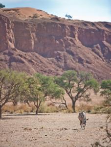 a zebra standing in a field in front of a mountain at Namib Desert Campsite in Solitaire