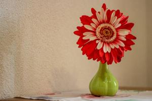 a green vase with a red and white flower in it at apartment fewo efosa in Kappel-Grafenhausen