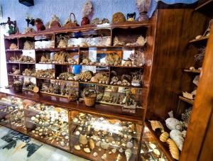 a display case filled with lots of different types of mushrooms at St.George Valsamitis in Katapola