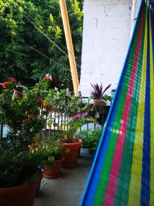 弗洛雷斯的住宿－La Terraza Hostel，花园里种有盆栽植物的五颜六色的吊床