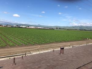 a large field of green crops next to a road at Wiebe Motel in Hollister