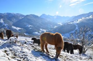 Gallery image of Oberegghof in Wagrain +26 photos