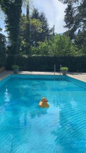 un canard en caoutchouc flottant dans une piscine dans l'établissement Hotel Zima, à Merano