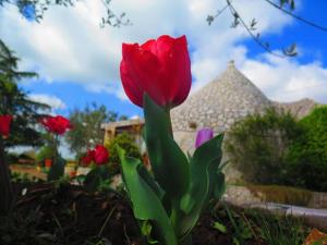 Zahrada ubytování B&B Mandorla Amara