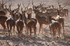 a herd of deer standing in the dirt at Anantara Desert Islands Resort & Spa in Da‘sah +86 photos