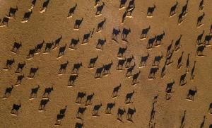 a herd of animals standing in the sand at Anantara Desert Islands Resort & Spa in Da‘sah