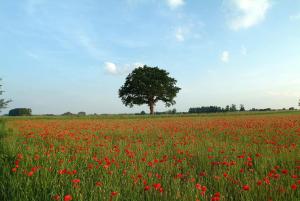 a field of red flowers with a tree in the background at Le Relais des Lacs in Planchez