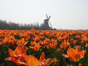 um campo de flores de laranja com um moinho de vento ao fundo em Fletcher Badhotel Callantsoog em Callantsoog